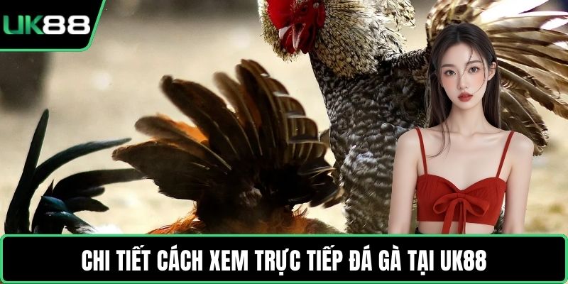 Chi tiết cách xem trực tiếp đá gà tại UK88