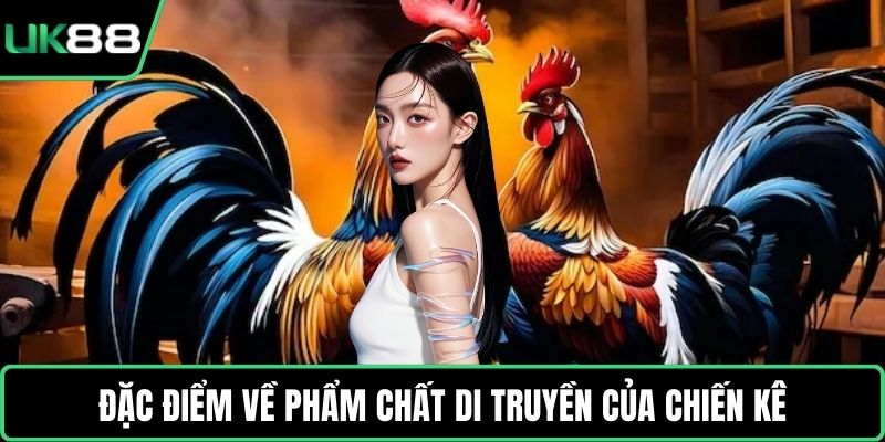 Đặc điểm về phẩm chất di truyền của chiến kê