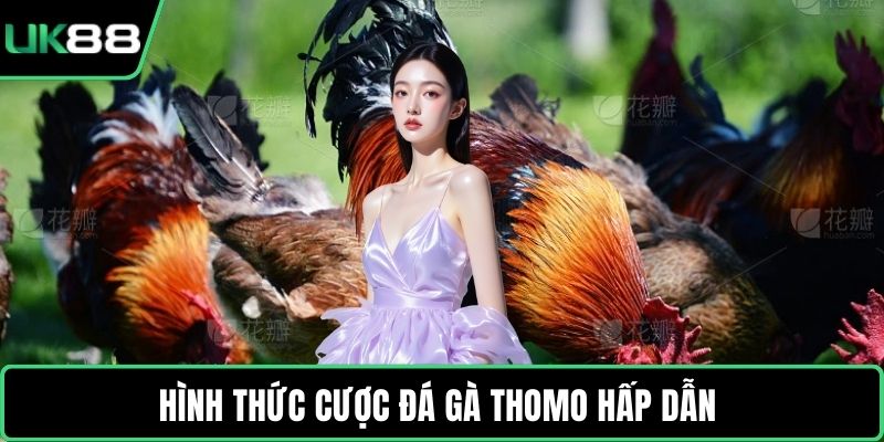 Hình thức cược đá gà Thomo hấp dẫn