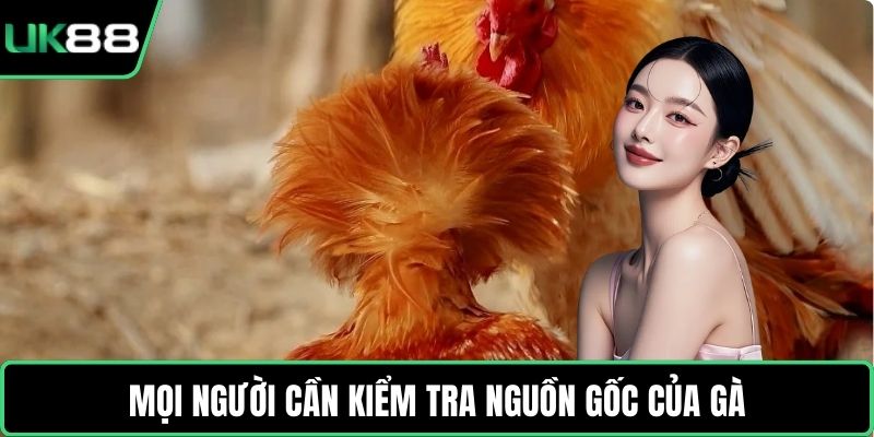Mọi người cần kiểm tra nguồn gốc của gà