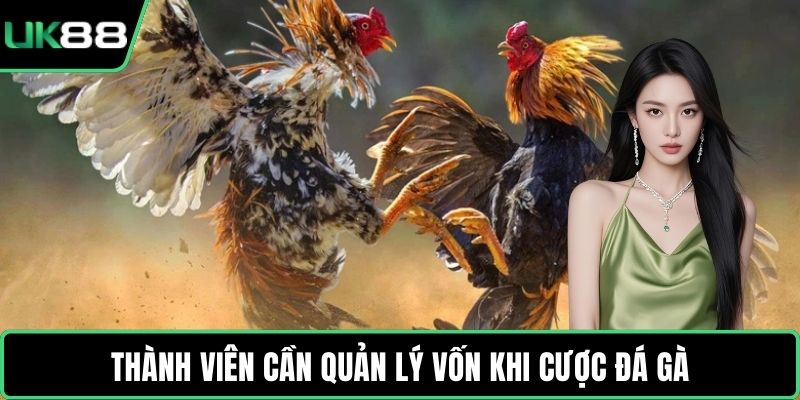Thành viên cần quản lý vốn khi cược đá gà
