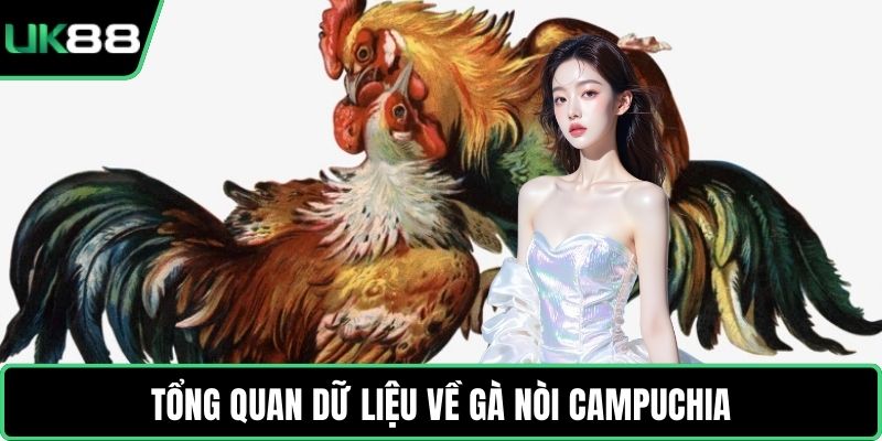 Tổng quan dữ liệu về gà nòi Campuchia