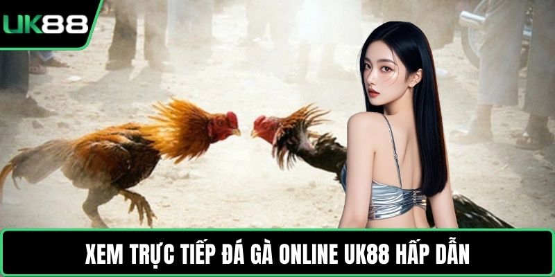 Xem trực tiếp đá gà online UK88 hấp dẫn
